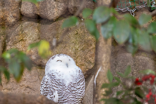 Snowy owl with cute face