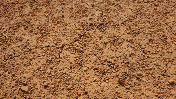 istock Dusty red Sand and plant macro desert land 1304292481