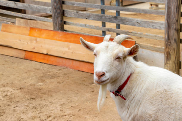 istock White goat in the ranch 1304292484