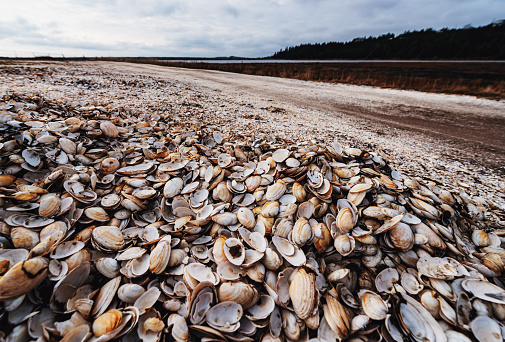 A large pile of white clam shells near the coast.