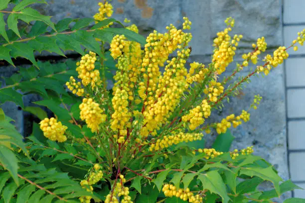 Mahonia japonica is an evergreen shrub, which has been extensively cultivated in Japan and is commonly called Japanese mahonia, although it is native to China. Fragrant yellow flowers in loose, spreading to pendant racemes bloom in late winter to early spring (March-April). Flowers are followed by ornamentally attractive grape-like bunches of small waxy fruits which mature to blue-black in late spring to early summer.