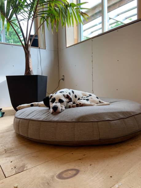 istock Dalmatian puppy resting 1304296730