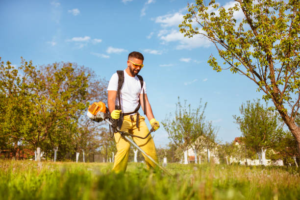 istock A man mows the thick grass with a gasoline trimmer 1304296841