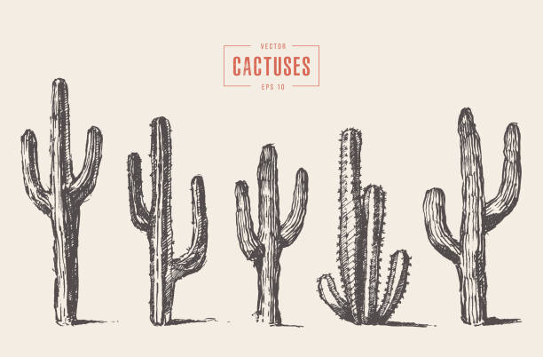 ilustraciones, imágenes clip art, dibujos animados e iconos de stock de establecer cactus dibujado a mano boceto de ilustración vectorial - cactus