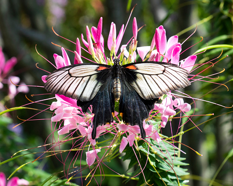 Butterfly resting on a spider flower (cleome)