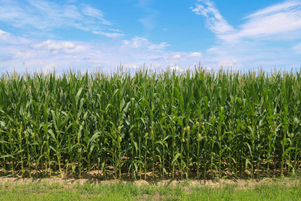istock bright green corn field harvest time under a blue sky and white clouds 1304297563