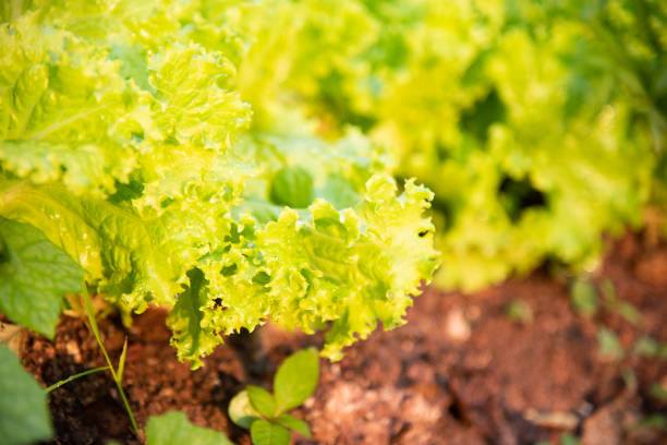Green fresh lettuce in farmland.argiculture concept.