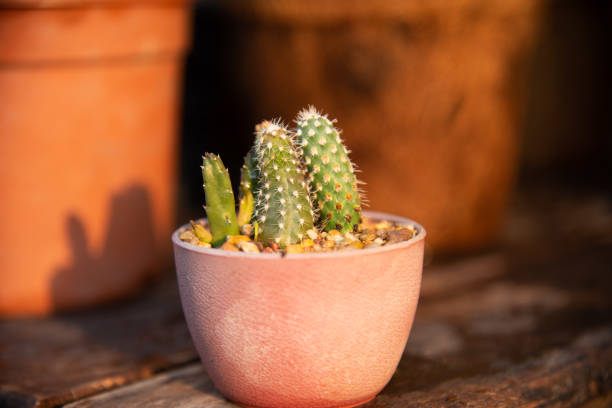 Close up cactus in plants pot