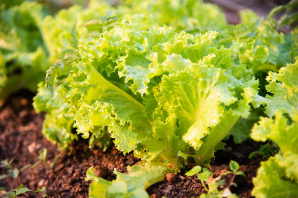 istock Green fresh lettuce in farmland.argiculture concept. 1304301190