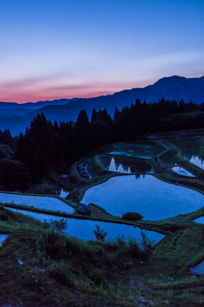 istock Rice terraces and the Milky Way 1304301955