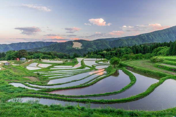istock View of rice terraces at dusk 1304301989