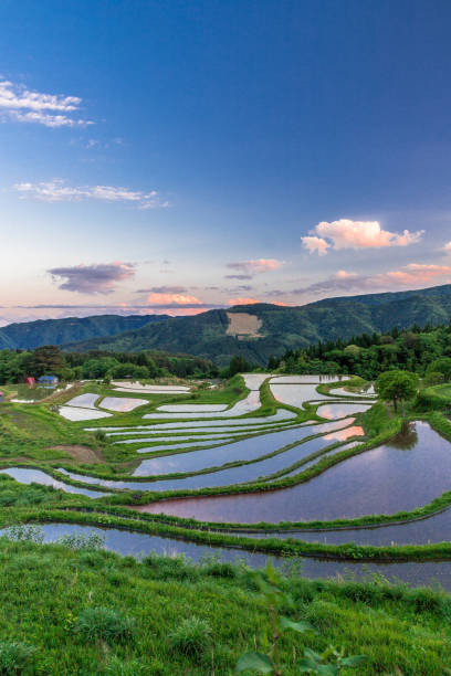 istock View of rice terraces at dusk 1304301996