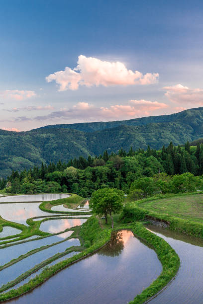 istock View of rice terraces at dusk 1304302017