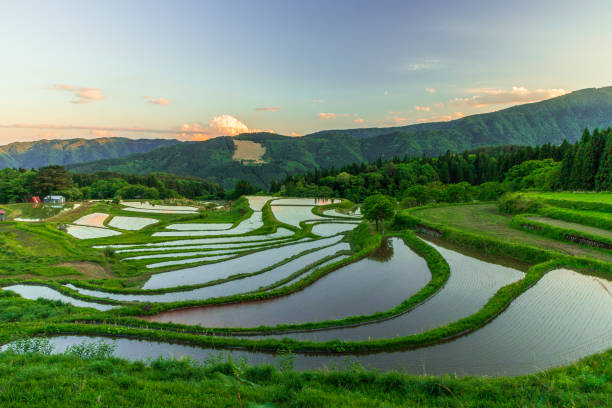 istock View of rice terraces at dusk 1304302052
