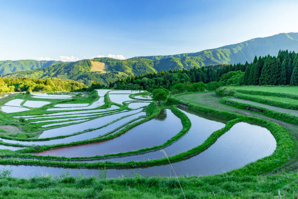 istock Scenery of rice terraces in early summer 1304302137