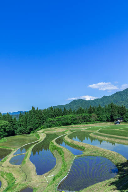 istock Scenery of rice terraces in early summer 1304302151