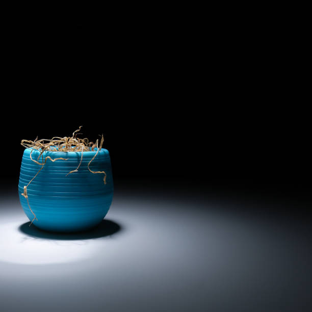 A faded flower in a blue vase on a black background. The wilted plant is illuminated with white light. A dried flower in a pot glows with light in the dark. Dry houseplant. A dead flower.