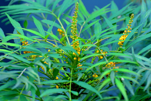 A handsome, carefree evergreen shrub with dense, spineless, thread leaf foliage on an upright, bushy form. The soft, narrow, dark green leaflets create a fern-like appearance. Bright yellow flower spikes appear in fall, followed by purple-blue berries. Use as a filler in borders and beds or as an accent.