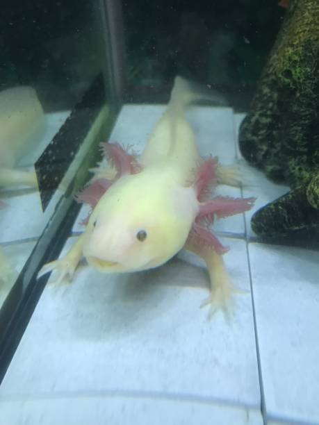 istock Yellow Axolotl in an Aquarium 1304305675