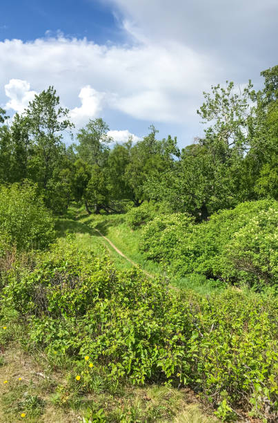 istock Kincaid Park Anchorage Alaska 1304305834