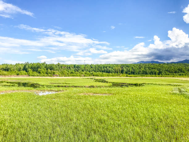 istock Potter’s Marsh near Anchorage, Alaska 1304305849