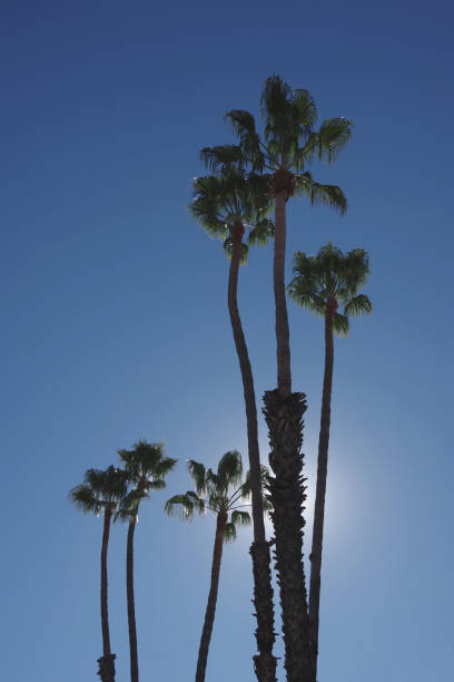 palms and sky and sun - 7963 imagens e fotografias de stock