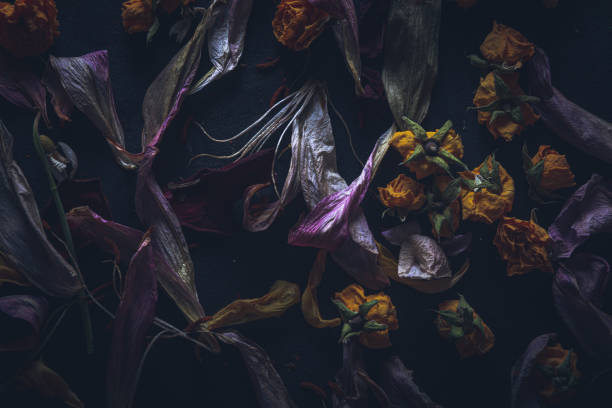 Dried flowers on black background