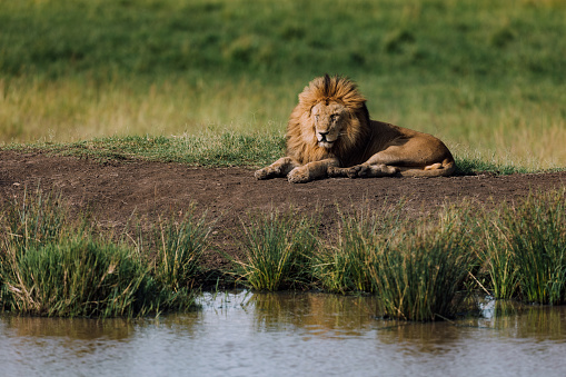 A lone lion on a grassy mound soaks up the warm morning light after a long night hunting in Kanana, Okavango Delta, Botswana.