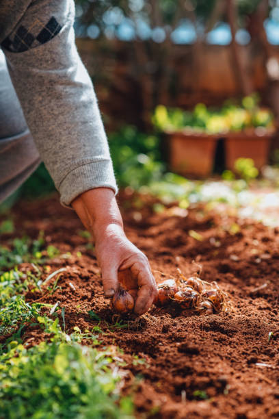 istock Planting Lily Bulbs in Her Garden 1304311342