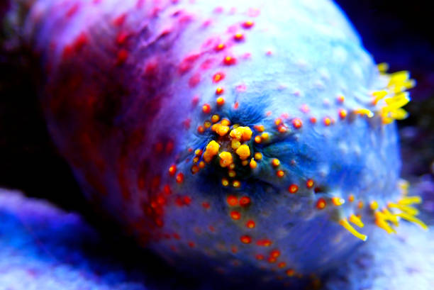 invertebrado marino colorido manzana marina - pseudocolochirus violaceus - filter feeder fotografías e imágenes de stock