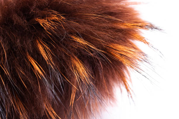 istock Brown fur clothing isolated on white background 1304315062