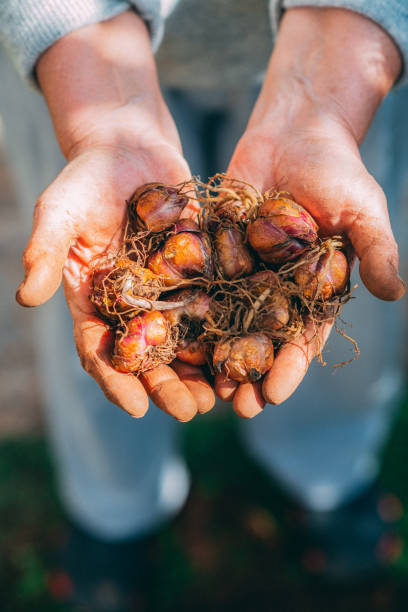 istock Woman Holding Lily Bulbs in Her Handful 1304315071