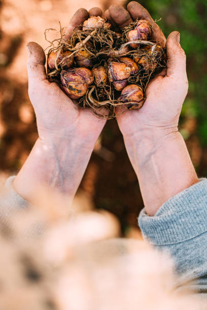 istock Woman Holding Lily Bulbs in Her Handful 1304315165
