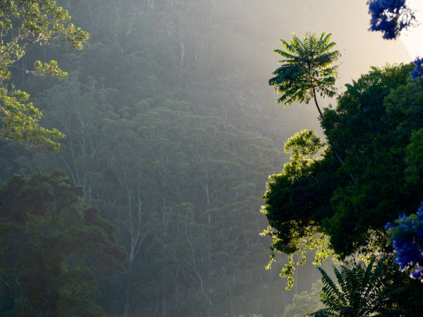 Horizontal landscape photo of sunshine streaming through rainforest trees, shrubs and purple flowering jacaranda trees in the coastal rainforest, Huonbrook Valley, near Byron Bay, NSW