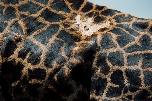 Giraffe pattern close-up.