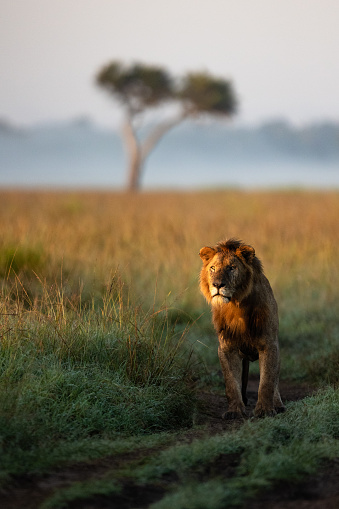 A big male lion looking for his pride in Kenya’s Maasai Mara.