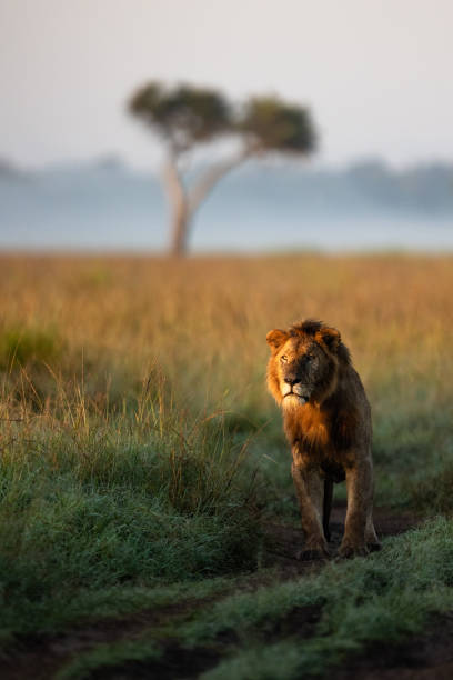 большой мужской лев глядя - masai mara national reserve lion africa kenya стоковые фото и изображения