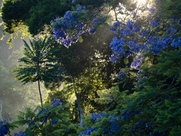 レインフォレストの朝日の出 - eucalyptus tree tree australia tropical rainforest ストックフォトと画像