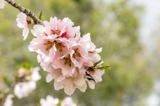 istock almond blossom in a park in Madrid 1304318038