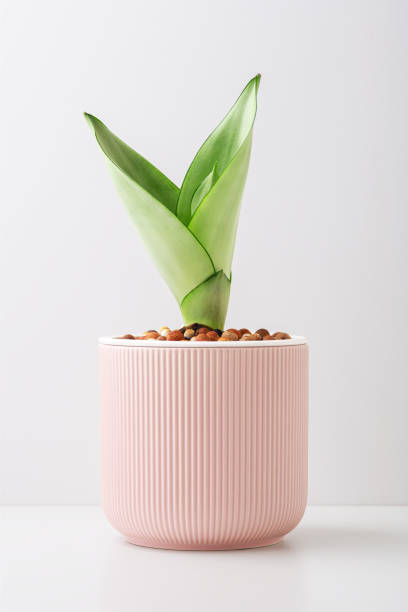 Indoor plant in pastel pink pot