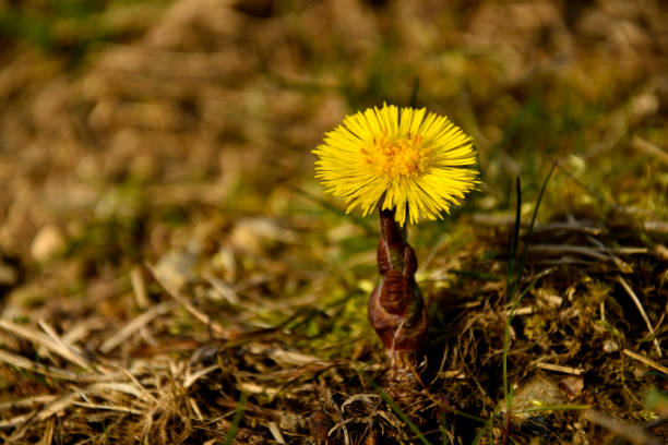 istock Coltsfoot, medicinal plant with flower in spring 1304318235