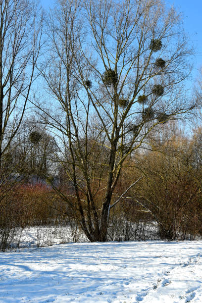 istock mistletoe with ripe berries in wintertime in Germany 1304318248