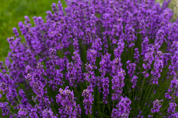 istock Beautiful summer flowers 1304318269