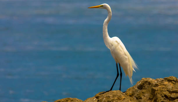 istock Egret standing on a rock on the seashore 1304318293