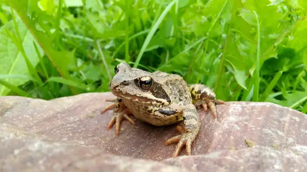 Photo of A brown frog sits on a rock against a background of green grass.