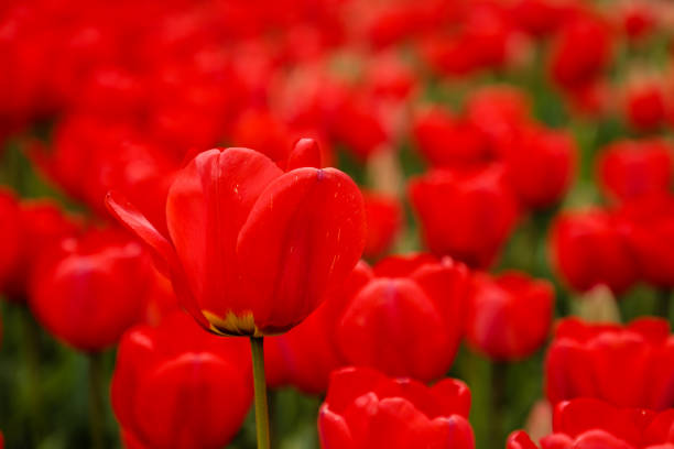Flowering tulips in a park in Madrid