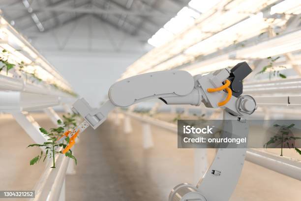 Automatic Agricultural Technology With Robotic Arm In Hydroponic Vertical Farm - Fotografias de stock e mais imagens de Agricultura vertical