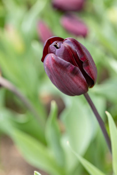 istock Flowering tulips in a park in Madrid 1304321923