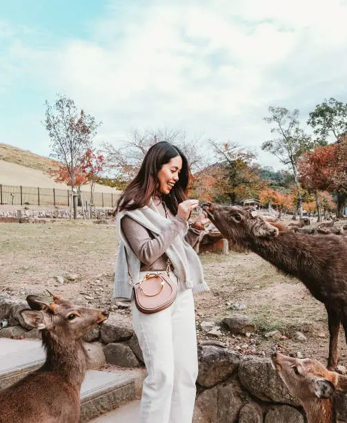 Asian young woman meeting and feeding cute deers in Nara, Japan.