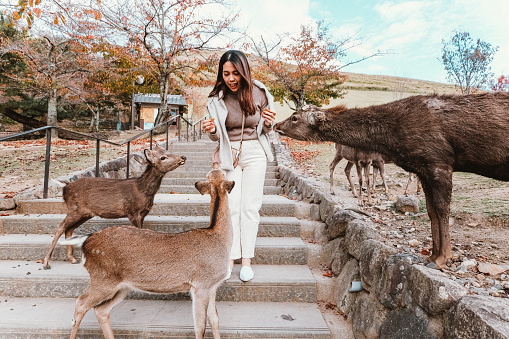 Asian young woman meeting and feeding cute deers in Nara, Japan.